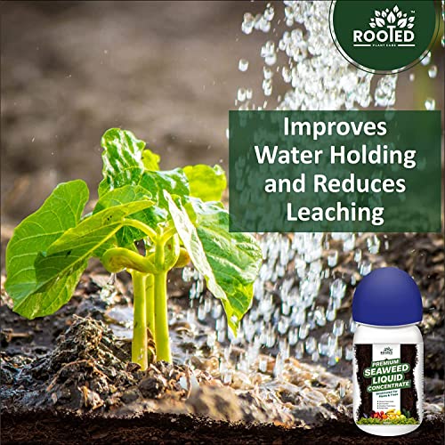 ROOTED Premium Seaweed Liquid Concentrate, Fertilizer For Plants And Trees, Natural Bio-Stimulant For Boosting Growth, Yield And Roots Health 250 ml (2 Pack)