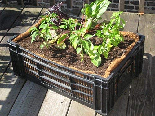 Nilkamal Plastic Rectangular Multipurpose/Vegetable/Fruit/Fish Crate (542 x 360 x 300 mm, Random Colour) Pack of 3