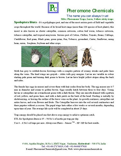 Spodoptera litura Trap