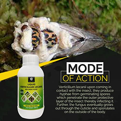 OrganicDews Liquid Verticillum lecanii (1x10^8 CFU/ml) 250 ml with Measuring Cup 25 ml - Bio Insecticide for Plants - Against Sucking Insects Like Aphids, Thrips and Whiteflies 250 ml