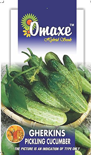 Omaxe Seeds Gherkins, Small Pickle Cucumber 20 Seeds Pack (Green)
