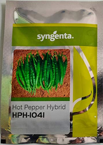 Syngenta मिर्च HPH-1041, हाईब्रिड क्वालिटी हॉट पेपर, 1500SD