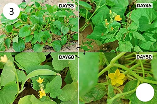 MYLAWN Armenian Long Cucumber Seed-A11K-120Seeds