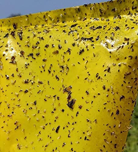 Kisan Dost Chipku: The Sticky Solution for a Bumper Harvest!