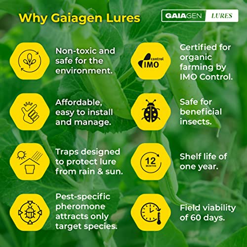 GAIAGEN अमेरिकन बॉलवर्म लूर कॉम्बो पैक - फेरोमोन ल्यूर अमेरिकन बॉलवॉर्म (हेलीकोवर्पा आर्मीगेरा) और कीट फ़नल ट्रैप के लिए | शामिल है - 10 लालच और 10 जाल
