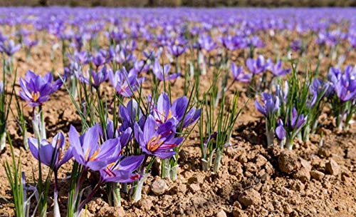Foodtech Impex Kashmiri Saffron Bulb (200 Bulbs)