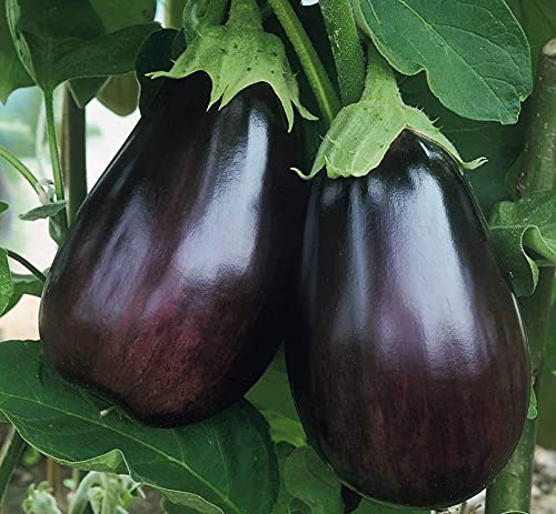 Plantogallery® बैंगन हरा F1 हाइब्रिड बीज छोटा पैक