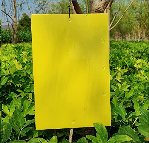 चिपकू स्टिकी कीटक सापळा (पिवळा, 200 x300 मिमी, मोठा आकार) - 10 चा पॅक