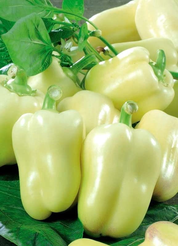 Radha Krishna Agriculture® Imported Capsicum Vegetable Seeds | White Capsicum Seed For Your Home Garden Pack of 30 Gram Seeds
