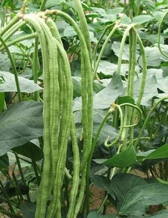 Kraft Seeds Long Yard Bean Vegetable Seeds by Kraft Seeds