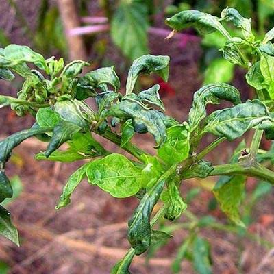 महावीर एससी-100 एमएल