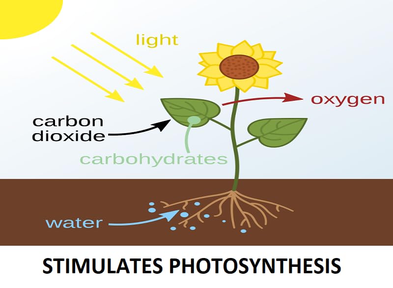 tata bahar stimulates photosynthesis