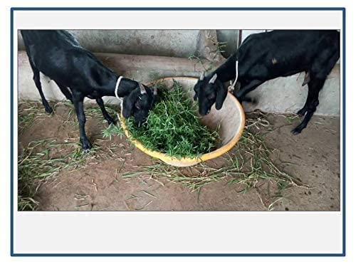 खरगोश 1 किलो खिलाएं