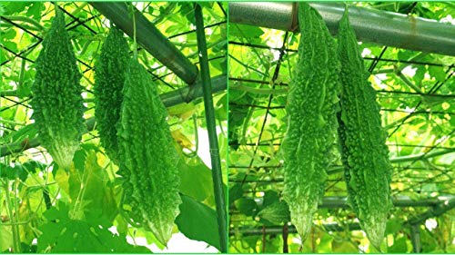 seeds for home garden