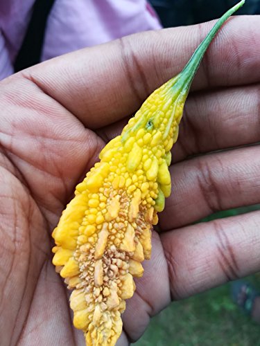 Cucurlure - Bactrocera cucurbitae के लिए रिप्लेसमेंट ल्यूर (जाल के बिना रिप्लेसमेंट लूर) (कुल 60 नंबर)