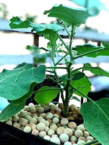 हायड्रोपोनिक्स, एक्वापोनिक्स, ऑर्किड, माती, वायुवीजन, सजावट - 9 लिटर (4.8 किलो) साठी सिटी ग्रीन्स लेका क्ले बॉल्स.