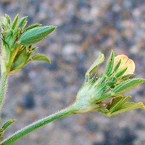 स्टाइलो बीज: सूखे में भी अपने खेत को पोषित करें
