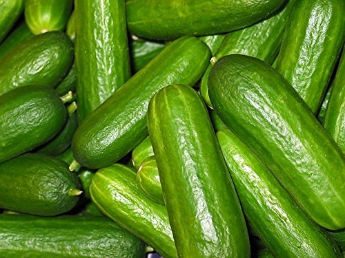 ओएल बीज देसी किस्म के खीरे के बीज - 50 बीजों का पैक