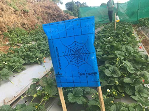 ग्लू ट्रैपर इन्सेक्ट किलर, नॉन टॉक्सिक, नॉन ड्रायिंग ग्लू, ऑर्गेनिक येलो और ब्लू स्टिकी ट्रैप (दोबारा इस्तेमाल होने योग्य) कीड़ों, व्हाइटफ्लाइज़, एफिड्स, लीफ माइनर, थ्रिप्स, अब्ज़ॉर्बेंट पेस्ट के लिए 15 पॉलीबैग के साथ 100 ml का पैक