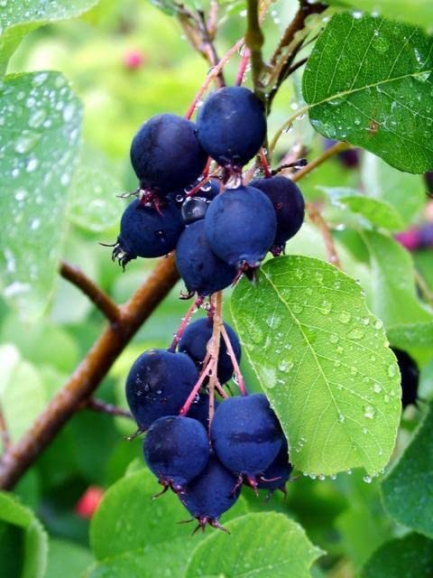 Ritz Farming® Blueberry fruit seeds | Blueberry fruit seeds For Your Garden and home planting Pack of 15 seeds