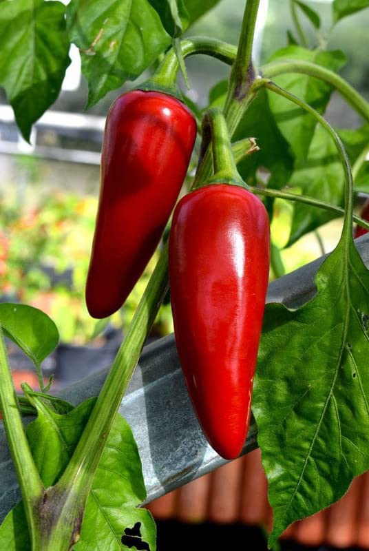 Radha Krishna Agriculture® Imported cherry Chilli seeds |vegetable seeds For Your Home & kitchen Gardening Pack of 5 grm