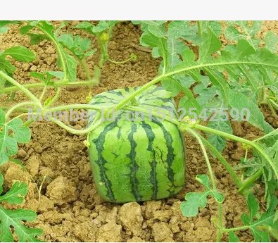 New 20 pcs SQUARE WATERMELON SEEDS SWEET FRUIT SEEDS NEW GENERATION SCARCE HOME GARDEN courtyard PRECIOUS HEIRLOOM