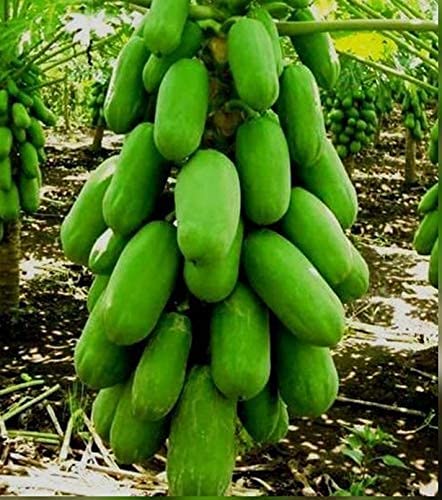 थम्मर गेलॉर्ड पूसा नन्हा/बौना पपीता संकर 2 ग्राम बीज