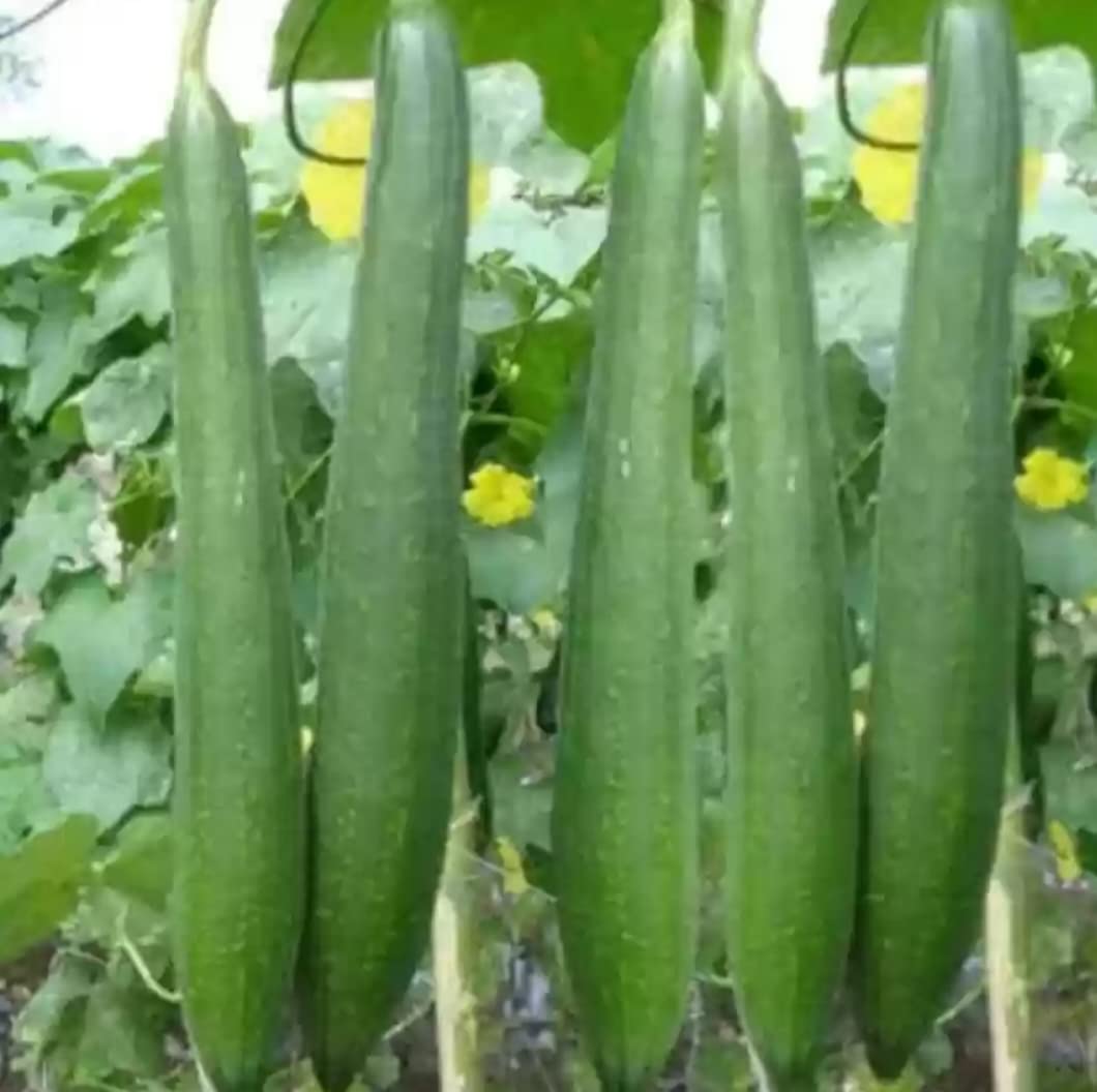 वीएनआर आलोक हाइब्रिड स्पंज लौकी के बीज 50 ग्राम (मूल)