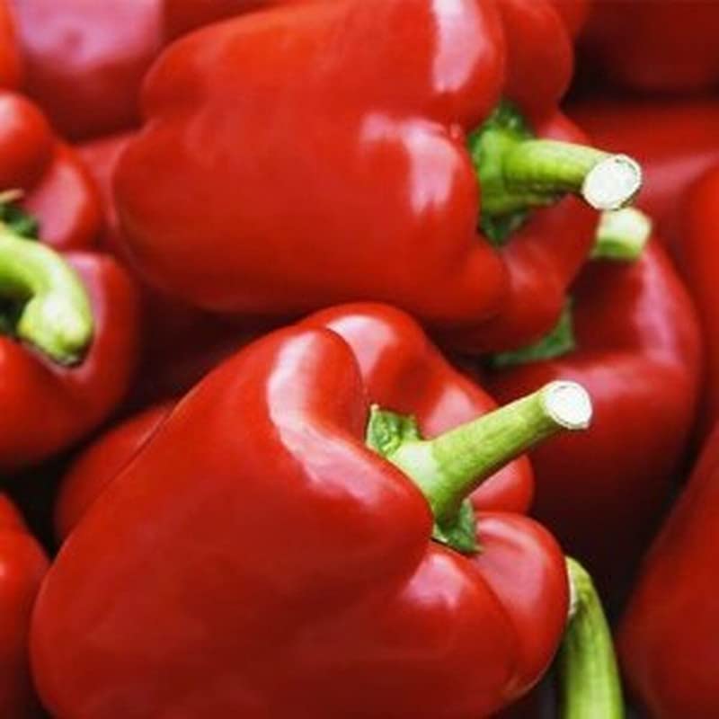 Radha Krishna Agriculture® Imported Capsicum Vegetable Seeds | Red Capsicum Seed For Your Home Garden Pack of 50 Gram Seeds