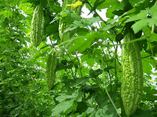 Home and kitchen garden seeds