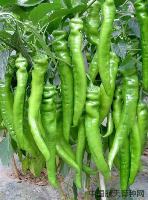 Radha Krishna Agriculture® Imported cherry Chilli seeds |vegetable seeds For Your Home & kitchen Gardening Pack of 5 grm