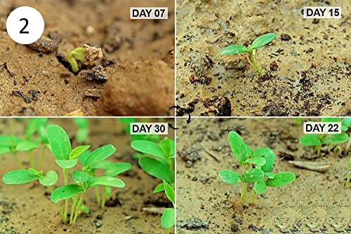 MYLAWN Armenian Long Cucumber Seed-A11K-120Seeds