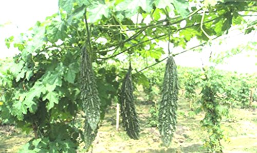seeds for kitchen garden