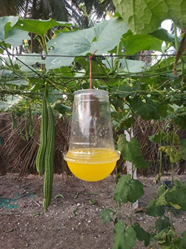 Agri Phero Solutionz मेलन फ्लाई ट्रैप बैक्ट्रोसेरा कुकुरबिटे (मेलन फ्रूट फ्लाई) के लिए ककड़ी, तरबूज, बॉटल गार्ड, बिटर गार्ड, मस्कमेलन में उपयोगी (20)