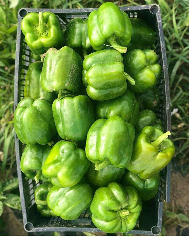 Radha Krishna Agriculture® Imported Capsicum Vegetable Seeds | Green Capsicum Seed For Your Home Garden Pack of 40 Gram Seeds