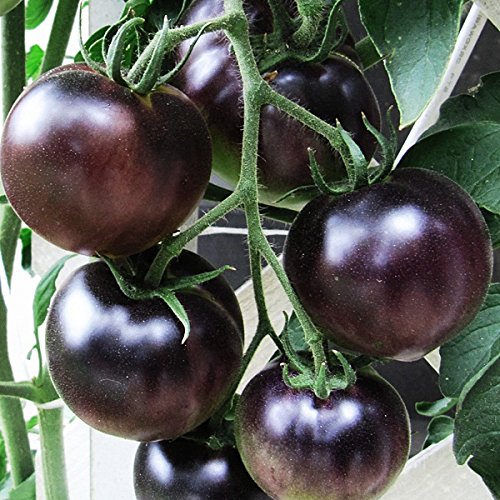 Tomato Black Pearl Light Colored and Close to Purple 10 Seeds x 50 Packets by Seedscare India