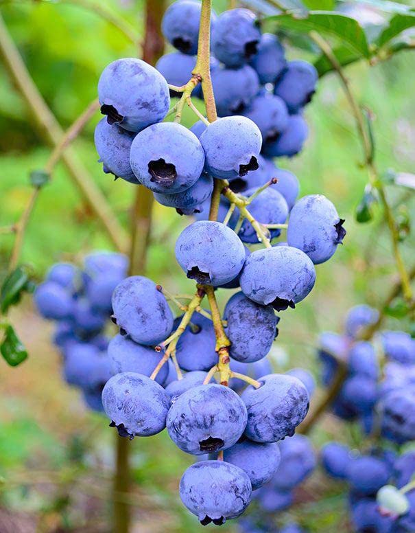 Ritz Farming® Blueberry fruit seeds | Blueberry fruit seeds For Your Garden and home planting Pack of 15 seeds