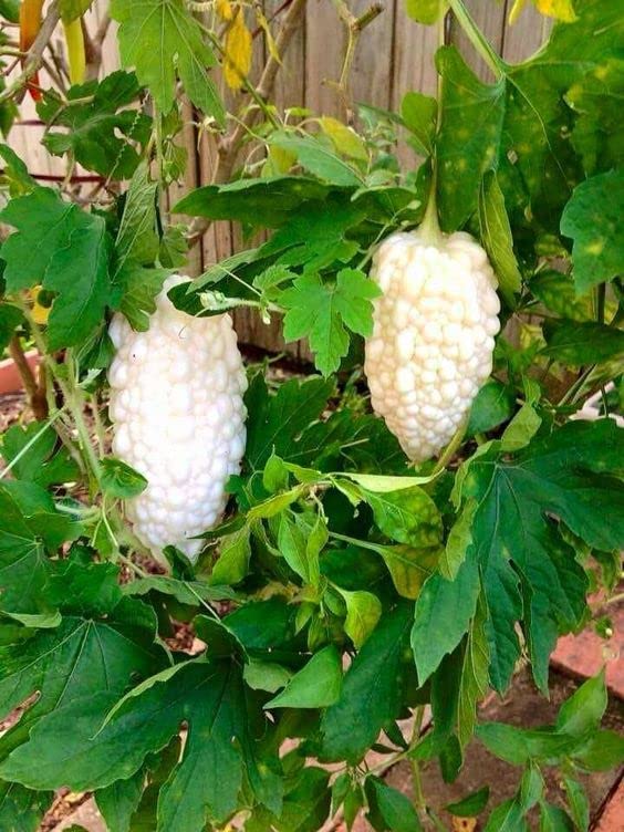 safed karela