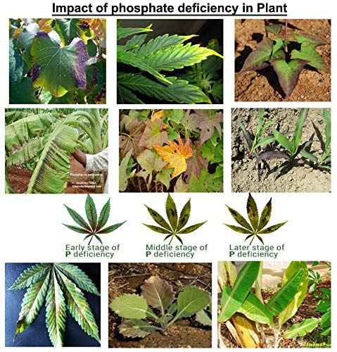 Nature Friend Phosphate Rich Organic Manure (PROM) Organic Fertlizer for plants - 7 Kg