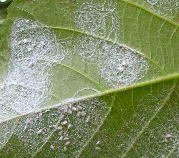 RAMCIDES THEME 250 GRAMS (Acetamiprid 20% SP Systemic Insecticide) WHITE FLIES ON HIBICUS KILLER, MOSQUITOES ON PLANT KILLER