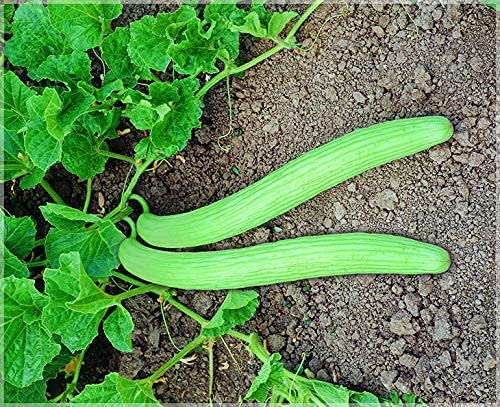 MYLAWN Armenian Long Cucumber Seed-A11K-120Seeds