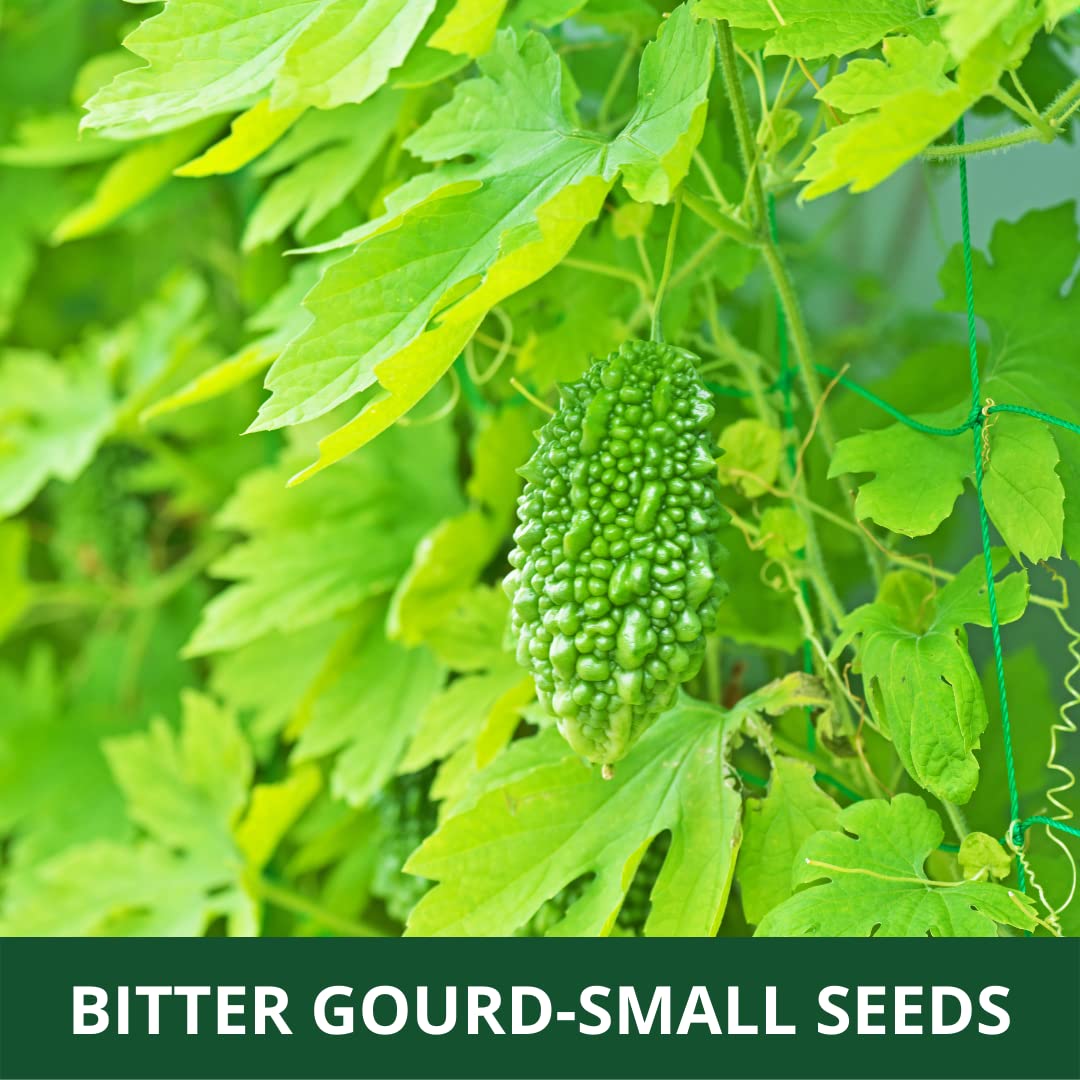 bitter bitter gourd