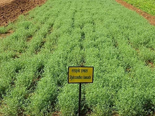 खरगोश 1 किलो खिलाएं