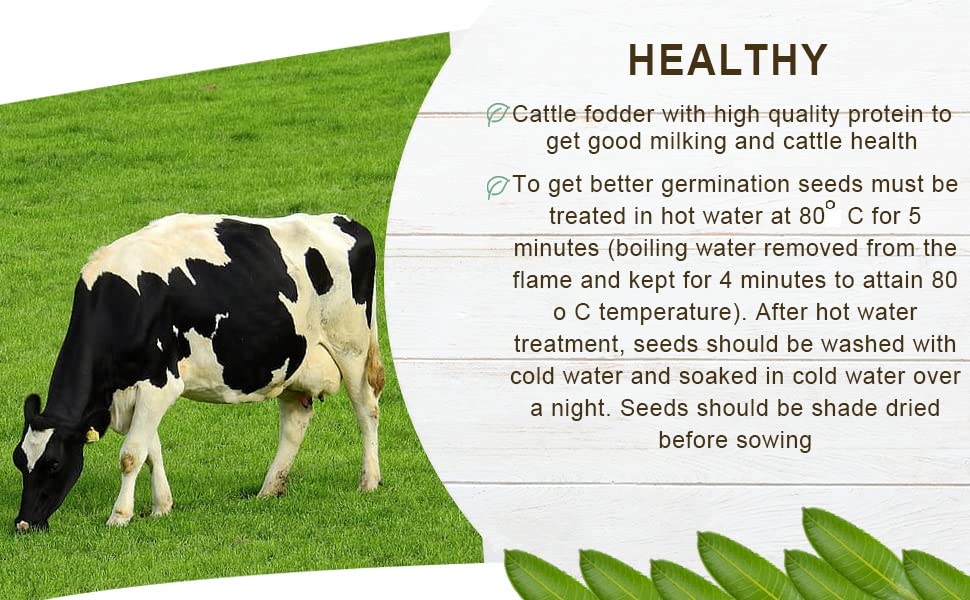 protein rich cattle fodder