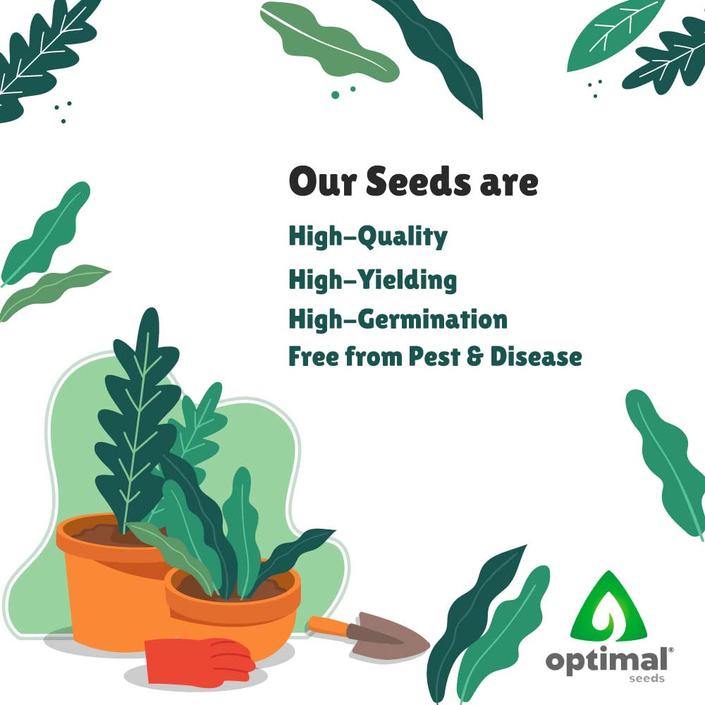 Optimal Seeds Long Brinjal Vegetable Seeds