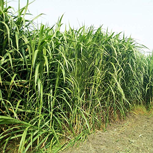 Napier grass silage production and storage methods