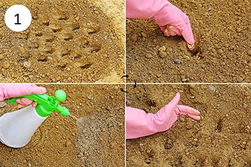 MYLAWN Cucumber Armenian, Yardlong Cucumber, Snake Melon-A31K-120Seeds