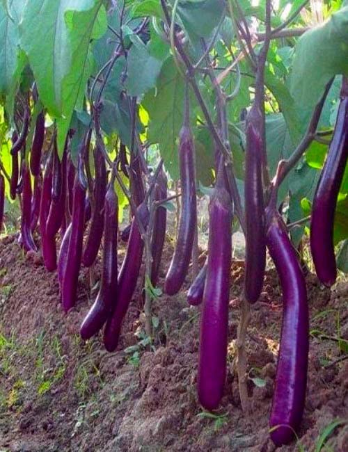 Optimal Seeds Long Brinjal Vegetable Seeds