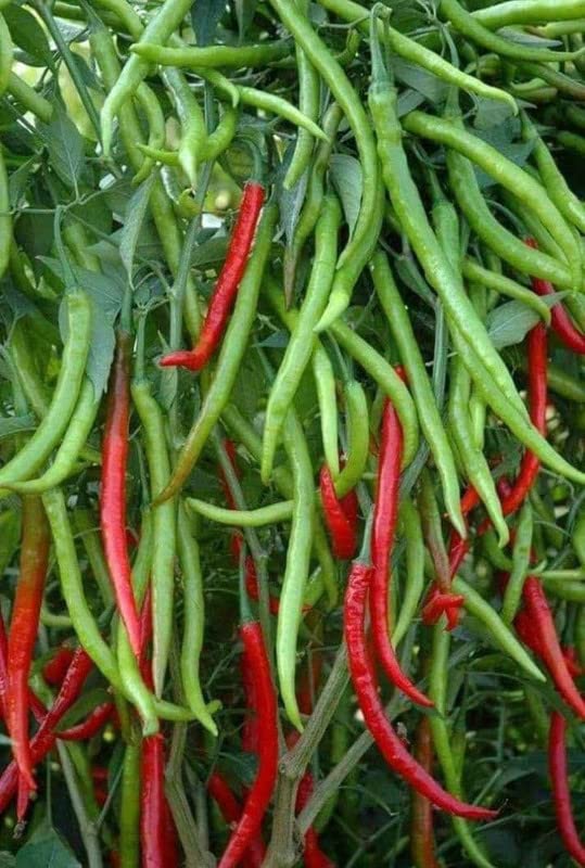 Radha Krishna Agriculture® Imported cherry Chilli seeds |vegetable seeds For Your Home & kitchen Gardening Pack of 5 grm