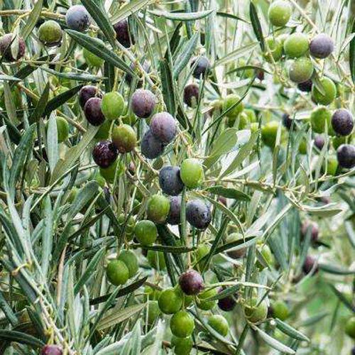 Plants Point Rare Imported Self Pollinating ' Arabic Olive ' Tree Live Plant (1 Healthy Live Plant)